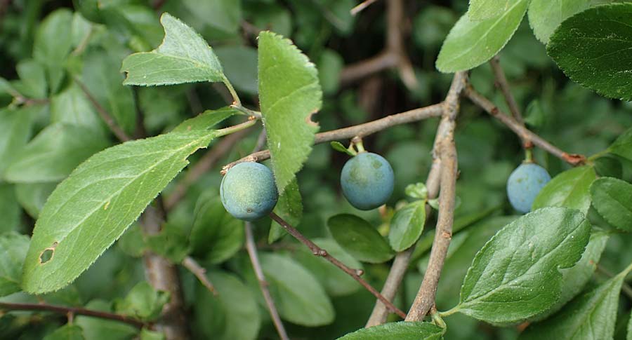 Prunus x fruticans \ Haferschlehe, Krieche / Bullace, D Niederjossa 21.6.2022