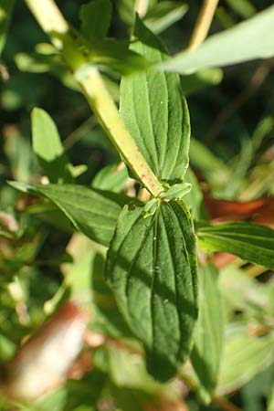 Hypericum tetrapterum \ Geflgeltes Johanniskraut, Flgel-Johanniskraut / Square-Stalked St. John's-Wort, D Odenwald, Fischbachtal 26.8.2016