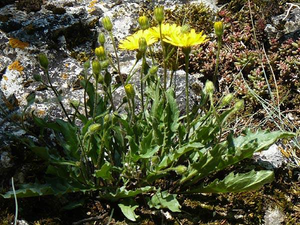 Hieracium humile \ Niedriges Habichtskraut, D Fridingen 3.6.2015