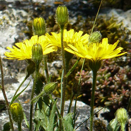 Hieracium humile \ Niedriges Habichtskraut, D Fridingen 3.6.2015