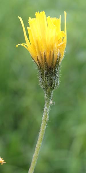 Hieracium umbrosum \ Schattenliebendes Habichtskraut / Shade Hawkweed, D Spaichingen 26.6.2018