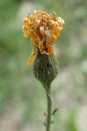 Hieracium umbrosum / Shade Hawkweed, D Spaichingen 26.6.2018