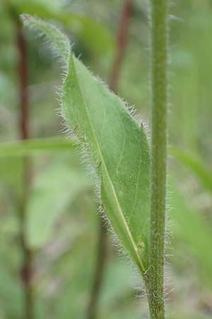 Hieracium umbrosum / Shade Hawkweed, D Spaichingen 26.6.2018