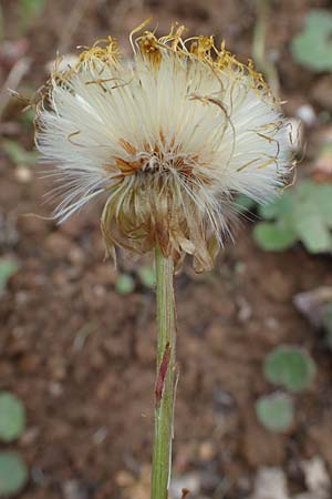 Tussilago farfara \ Huflattich, D Odenwald, Bärsbach 12.5.2021