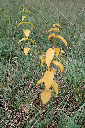 Vincetoxicum hirundinaria / White Swallow Wort, D Ketsch 7.10.2015