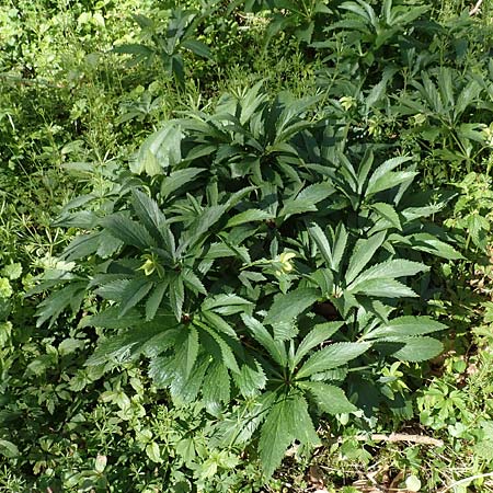 Helleborus viridis subsp. occidentalis \ Westliche Grne Nieswurz / Western Green Hellebore, D Korschenbroich-Neersbroich 23.4.2017