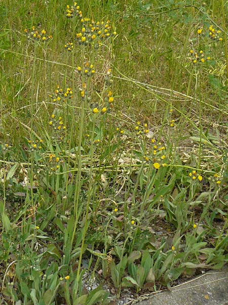 Hieracium walteri-langii \ Walter Langs Habichtskraut / Walter Lang's Hawkweed, D Gundersheim 24.5.2015