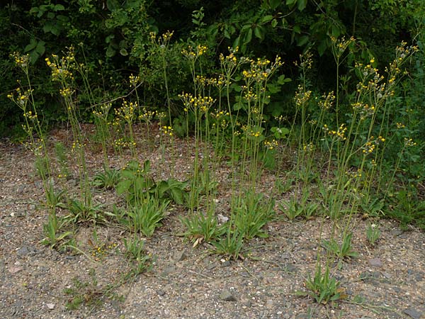 Hieracium walteri-langii \ Walter Langs Habichtskraut / Walter Lang's Hawkweed, D Gundersheim 24.5.2015