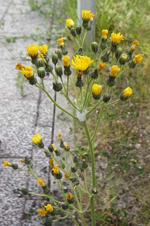 Hieracium walteri-langii \ Walter Langs Habichtskraut, D Gundersheim 24.5.2015