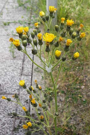 Hieracium walteri-langii \ Walter Langs Habichtskraut / Walter Lang's Hawkweed, D Gundersheim 24.5.2015