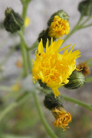 Hieracium walteri-langii \ Walter Langs Habichtskraut / Walter Lang's Hawkweed, D Gundersheim 24.5.2015