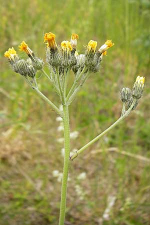 Hieracium walteri-langii \ Walter Langs Habichtskraut, D Gundersheim 24.5.2015