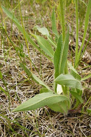 Hieracium walteri-langii \ Walter Langs Habichtskraut, D Gundersheim 24.5.2015