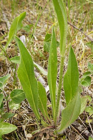 Hieracium walteri-langii \ Walter Langs Habichtskraut, D Gundersheim 24.5.2015