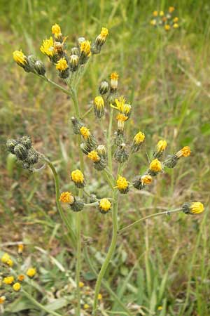 Hieracium walteri-langii \ Walter Langs Habichtskraut, D Gundersheim 24.5.2015