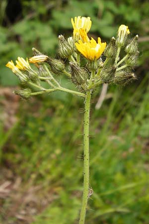 Hieracium walteri-langii \ Walter Langs Habichtskraut, D Gundersheim 24.5.2015