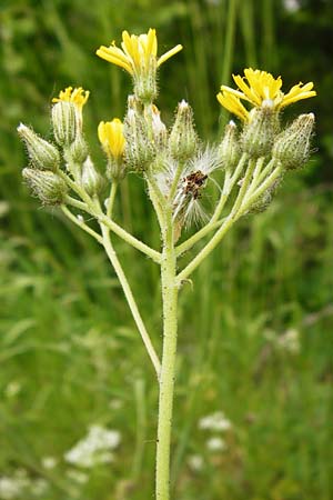 Hieracium walteri-langii \ Walter Langs Habichtskraut, D Gundersheim 24.5.2015