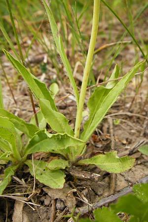 Hieracium walteri-langii \ Walter Langs Habichtskraut, D Gundersheim 24.5.2015