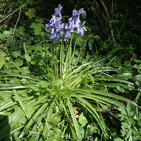 Hyacinthoides hispanica x non-scripta \ Hybrid-Hasenglckchen / Bluebell Hybrid, D Ludwigshafen 20.4.2022