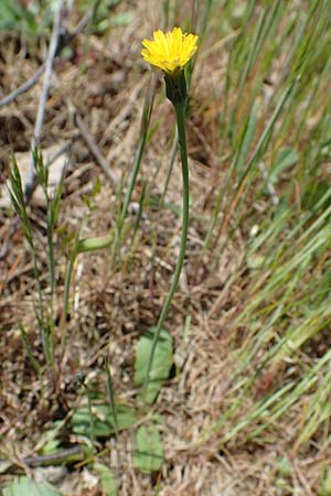 Hypochaeris glabra \ Kahles Ferkelkraut, Sand-Ferkelkraut, D Hockenheim 14.5.2021