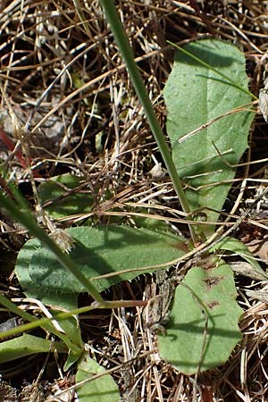 Hypochaeris glabra \ Kahles Ferkelkraut, Sand-Ferkelkraut / Smooth Cat's-Ear, D Hockenheim 14.5.2021