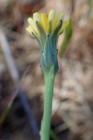 Hypochaeris glabra \ Kahles Ferkelkraut, Sand-Ferkelkraut / Smooth Cat's-Ear, D Hockenheim 14.5.2021