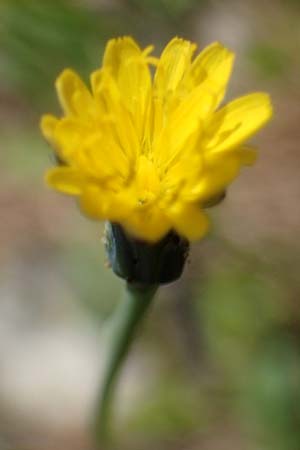 Hypochaeris glabra \ Kahles Ferkelkraut, Sand-Ferkelkraut / Smooth Cat's-Ear, D Hockenheim 14.5.2021