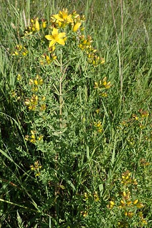 Hypericum perforatum \ Echtes Johanniskraut, Tpfel-Hartheu, D Thüringen, Bottendorf 6.6.2022