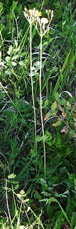 Hieracium zizianum \ Ziz' Habichtskraut / Ziz' Hawkweed, D Tübingen 3.6.2015