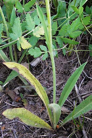 Hieracium zizianum \ Ziz' Habichtskraut / Ziz' Hawkweed, D Tübingen 3.6.2015