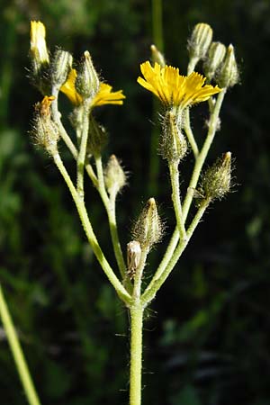 Hieracium zizianum \ Ziz' Habichtskraut / Ziz' Hawkweed, D Tübingen 3.6.2015