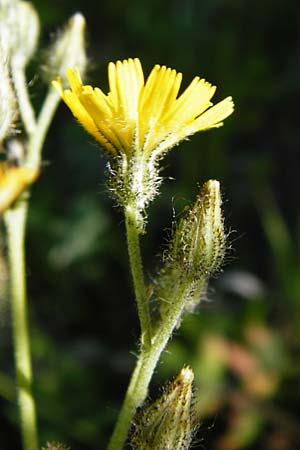 Hieracium zizianum \ Ziz' Habichtskraut, D Tübingen 3.6.2015