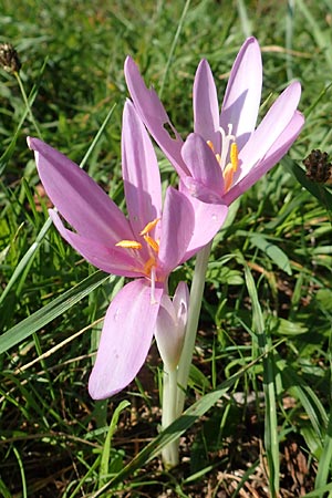 Colchicum autumnale \ Herbst-Zeitlose / Meadow Saffron, Autumn Crocus, D Groß-Gerau 21.9.2015