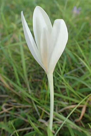 Colchicum autumnale \ Herbst-Zeitlose, D Mannheim 27.9.2015