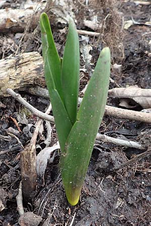 Colchicum autumnale, Herbst-Zeitlose