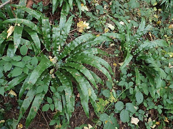 Asplenium scolopendrium \ Hirschzungen-Farn / Hart's-tongue, D Weinheim an der Bergstraße 22.10.2020