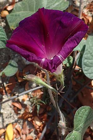 Ipomoea purpurea \ Trichter-Winde, Violette Prunk-Winde, D Mannheim 16.9.2018