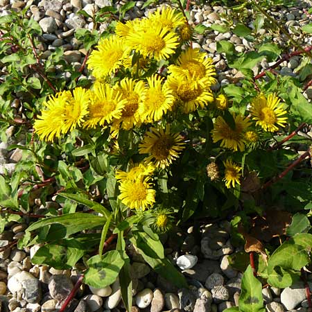 Pentanema britannicum \ Wiesen-Alant / Meadow Fleabane, Yellowhead, D Mannheim 21.8.2015