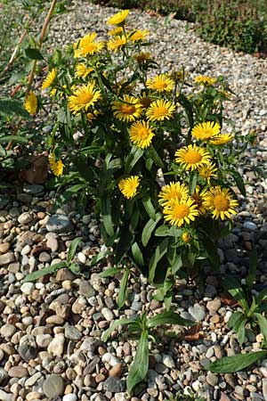 Pentanema britannicum \ Wiesen-Alant / Meadow Fleabane, Yellowhead, D Mannheim 21.8.2015