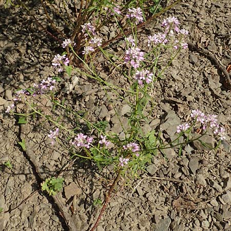 Iberis linifolia subsp. boppardensis \ Bopparder Schleifenblume / Boppard Candytuft, D Boppard 9.7.2018