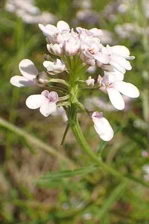 Iberis linifolia subsp. boppardensis \ Bopparder Schleifenblume / Boppard Candytuft, D Boppard 9.7.2018