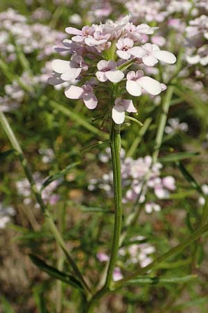 Iberis linifolia subsp. boppardensis \ Bopparder Schleifenblume / Boppard Candytuft, D Boppard 9.7.2018