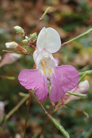 Impatiens balfourii \ Balfours Springkraut, D Bochum 23.10.2018