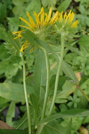 Pentanema britannicum \ Wiesen-Alant, D Groß-Gerau 5.10.2019