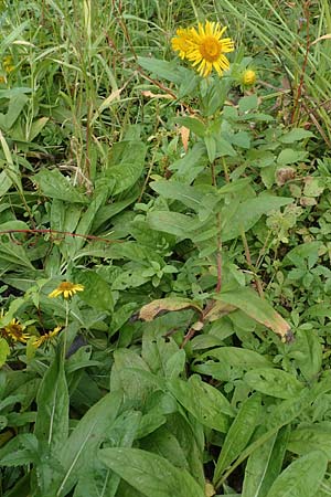 Pentanema britannicum \ Wiesen-Alant / Meadow Fleabane, Yellowhead, D Groß-Gerau 5.10.2019