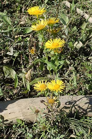 Pentanema britannicum \ Wiesen-Alant / Meadow Fleabane, Yellowhead, D Sachsen-Anhalt, Havelberg 18.9.2020