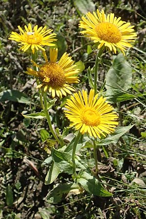 Pentanema britannicum \ Wiesen-Alant / Meadow Fleabane, Yellowhead, D Sachsen-Anhalt, Havelberg 18.9.2020