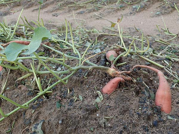 Ipomoea batatas agg. \ S-Kartoffel, Knollenwinde, D Lampertheim 11.9.2022