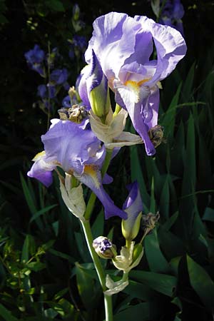 Iris pallida \ Blasse Schwertlilie / Dalmatian Iris, D Hemsbach 18.5.2015