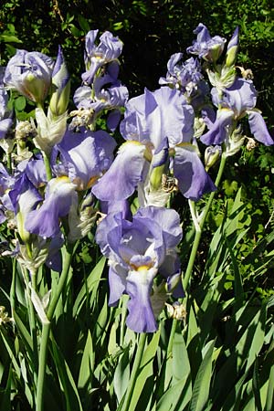 Iris pallida \ Blasse Schwertlilie / Dalmatian Iris, D Hemsbach 18.5.2015